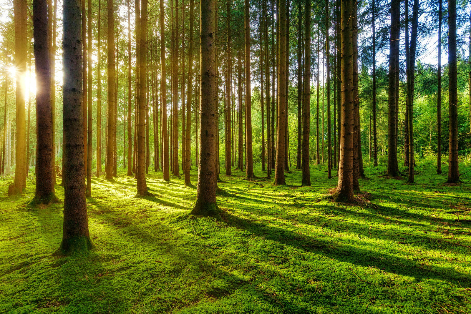Sustainability in 2025: What’s Shaping the Global Landscape 🌍